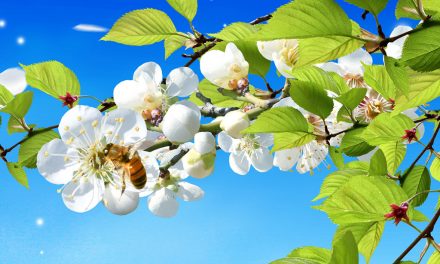 والپیپر های منتخب هفته “بهار”