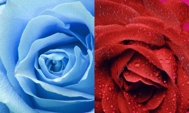 والپیپر های منتخب هفته “گل”